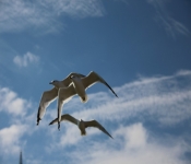 2013 10 12 DuluthWildLife  121